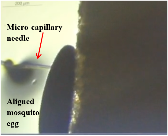 Wolbachia Mosquitoes – The Lab