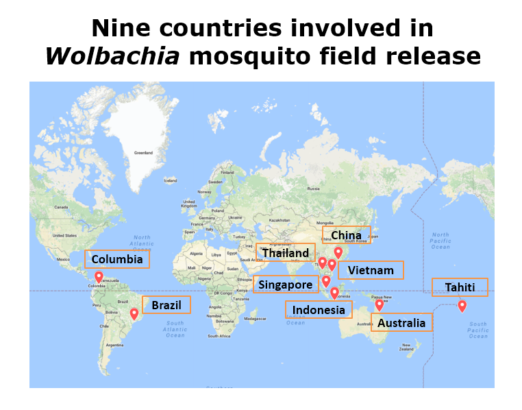 wolbachia-strategy-used-in-other-countries-wolbachia